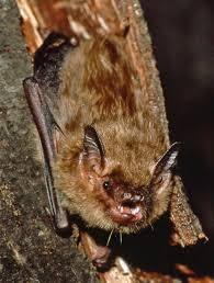 big brown bat